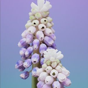 Meet your Posher, Louise